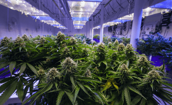 shutterstock_1803660946-compress